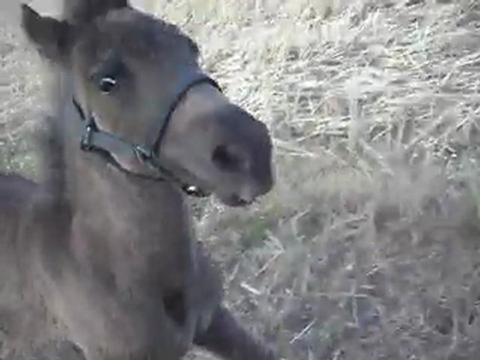 Pouliche Shetland X Mérens 1,5 mois; Balade 9) 08/07/2011. SDC11045