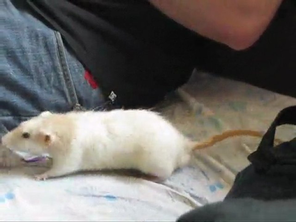 rat agressif ^^