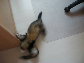 Lilipuce n'est pas contente