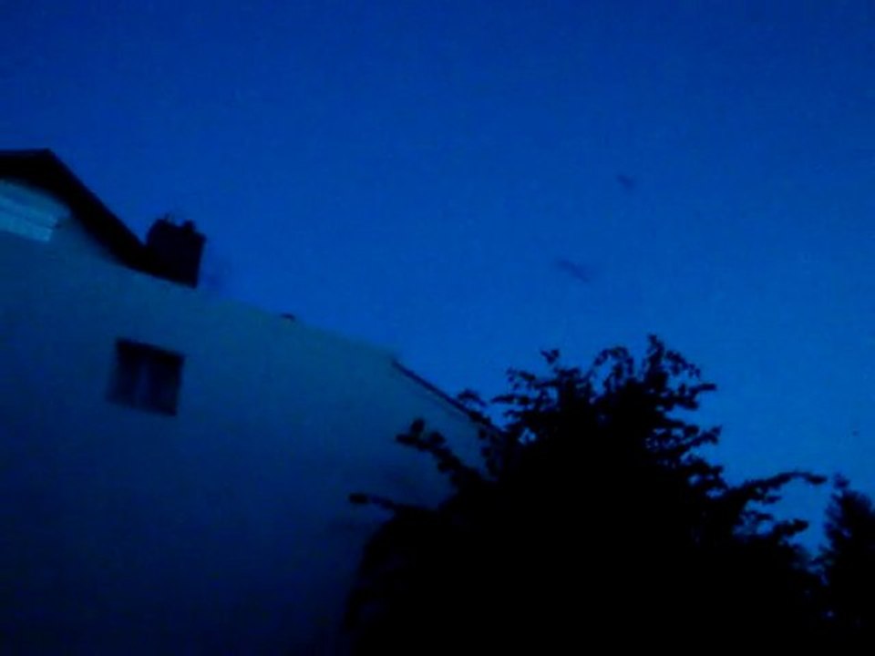 Le ballet des chauves souris