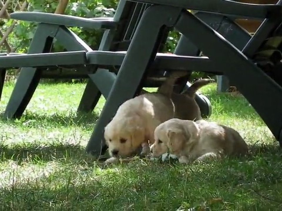 chiots golden retriever à 4 semaines
