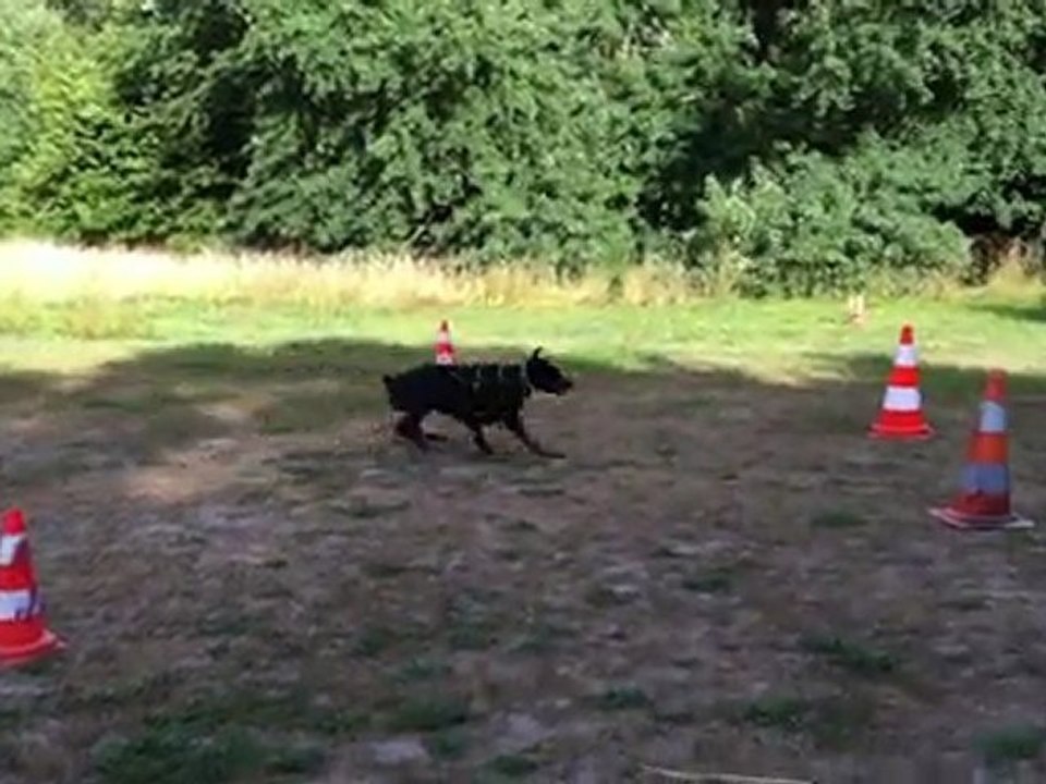 ENTRAINEMENT ARES 14 MOIS (7)