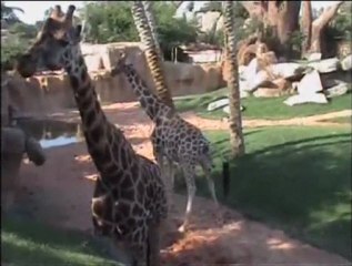 Bioparc Valencia - Nacimiento de una jirafa