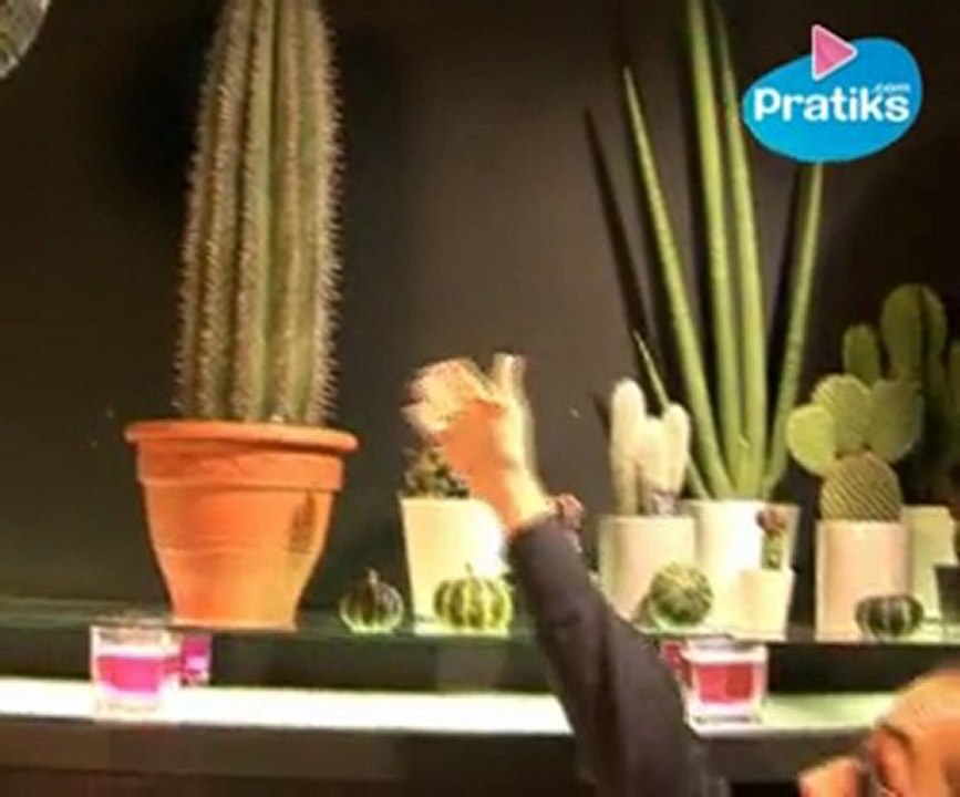 Comment prendre soin de ses plantes - Les cactus