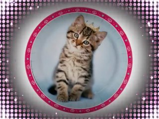 Kitten Birthday Party Decorations