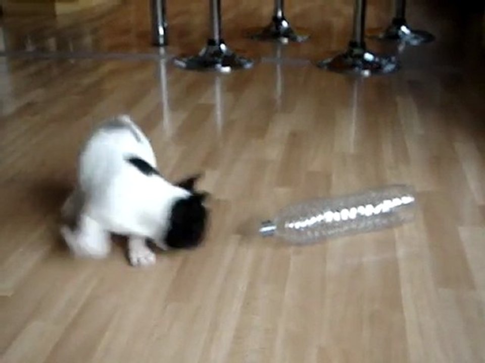 franklin le bouledogue Français attaque sa bouteille d'eau