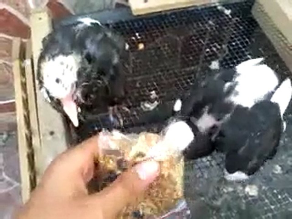 T.Ş.G.F-Yavru Güvercin Besleme