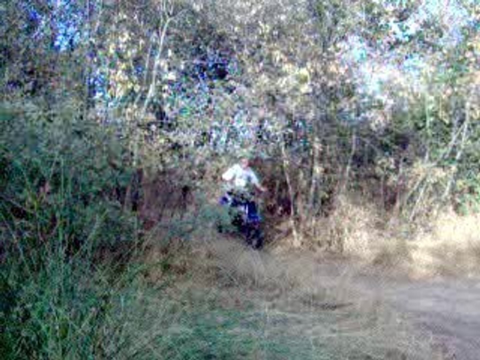 le dingo
