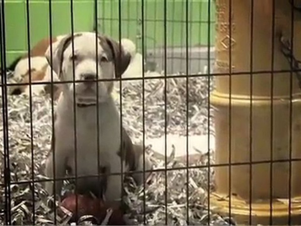 TV Star Yvonne Strahovski loves Animals