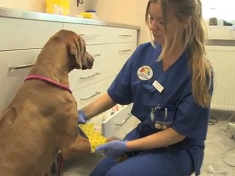 Djurdoktor Karlstad Karlstad Djursjukhuset Karlstad AB