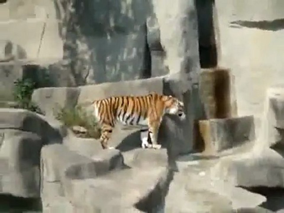 Tiger hat Angst vor nem Vogel