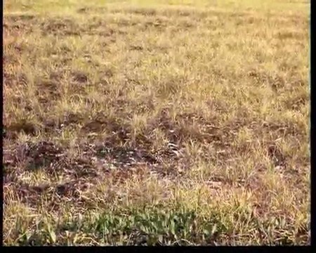 Υπερκινητικός Δάσκαλος~Η ζωή των πουλιών (8ο)