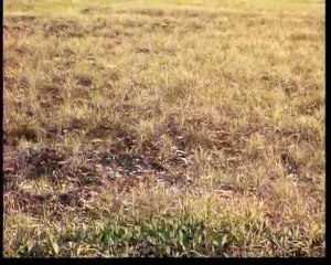 Υπερκινητικός Δάσκαλος~Η ζωή των πουλιών (8ο)