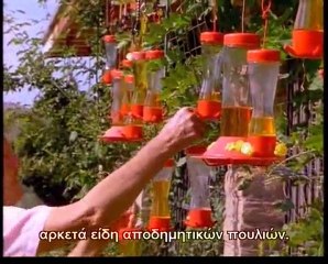 Υπερκινητικός Δάσκαλος~Η ζωή των πουλιών (10ο)