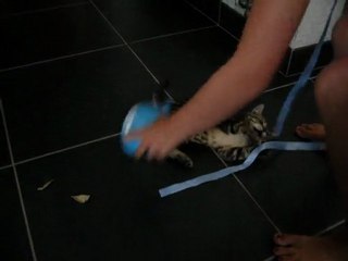 petit chat fripouille