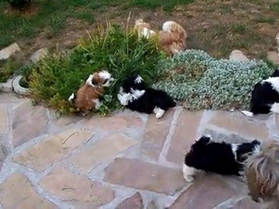 les petits le 06/07/2011