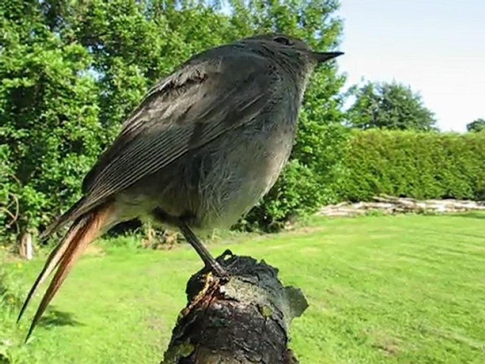 Black redstart
