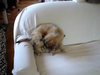 Chaton contre chiot : bataille pour un coin de canapé.