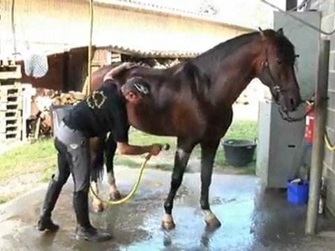 Haras de la Chaumière-Vente et dressage chevaux Vieux-Condé