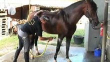 Haras de la Chaumière-Vente et dressage chevaux Vieux-Condé