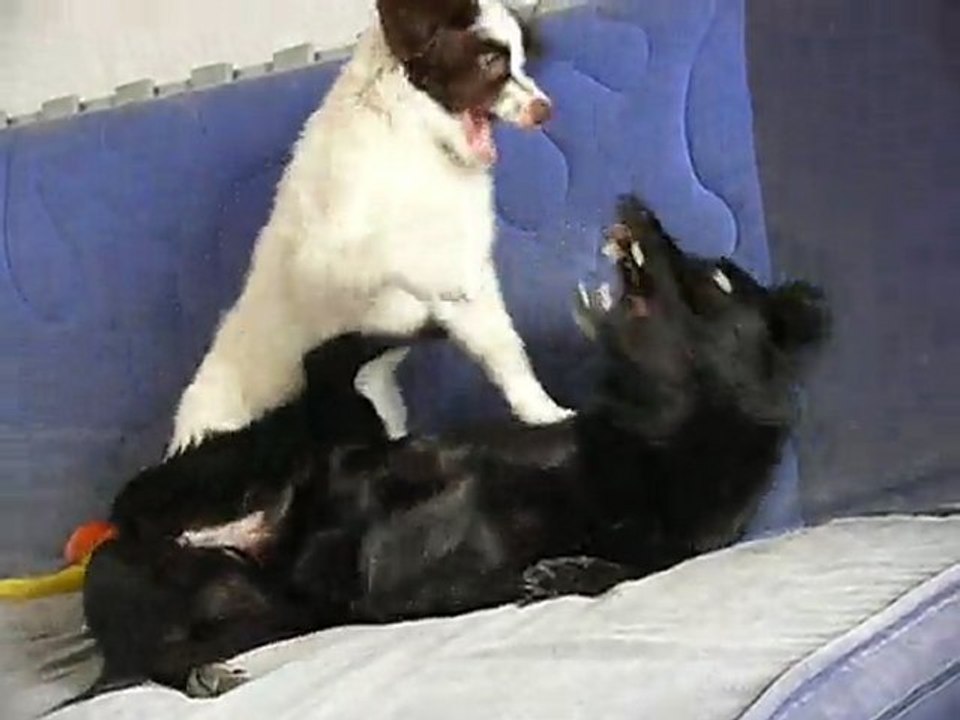 tina et simba
