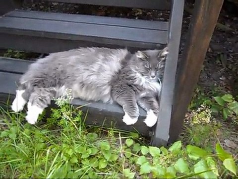 Film med Revis på grannens terasstrappa 7 Juli - 11. Med musik.