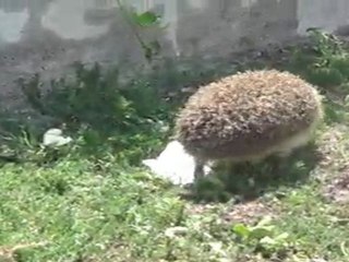 Gülşehir yeşilyurt köyü kirpisi