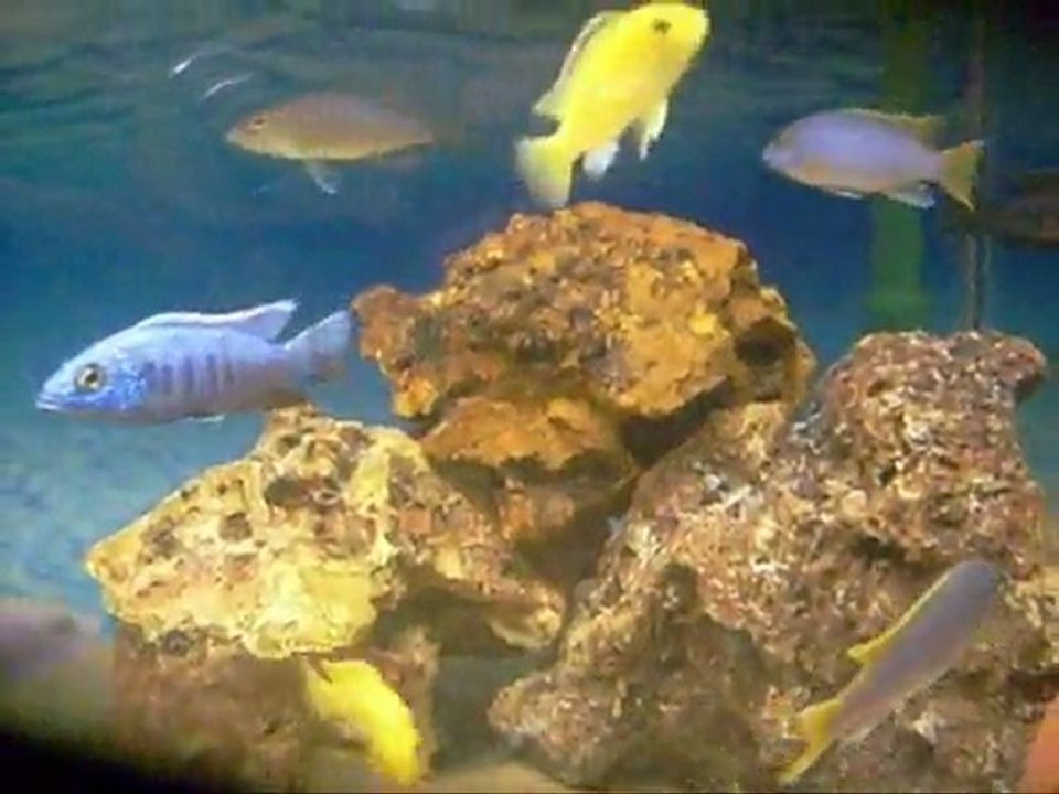 Malawi Akvaryum 250 Lt