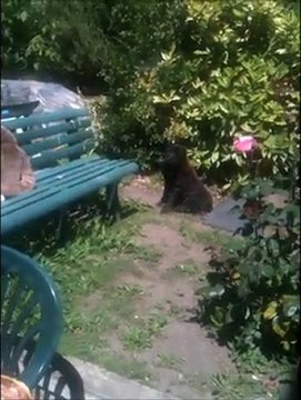 Moi aussi je sais aboyer