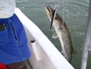 Pêcher le barracuda au senegal au Katakalousse cap skirring