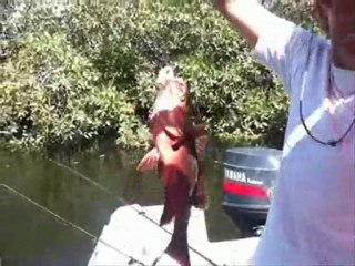 Centre de peche au senegal le Katakalousse pêcher la carpe rouge