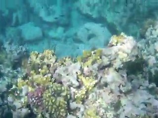 Plongée libre île maurice