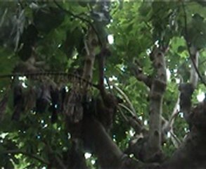 lubu and cigales (口簧琴  )