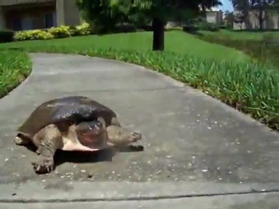 SuperFast turtle