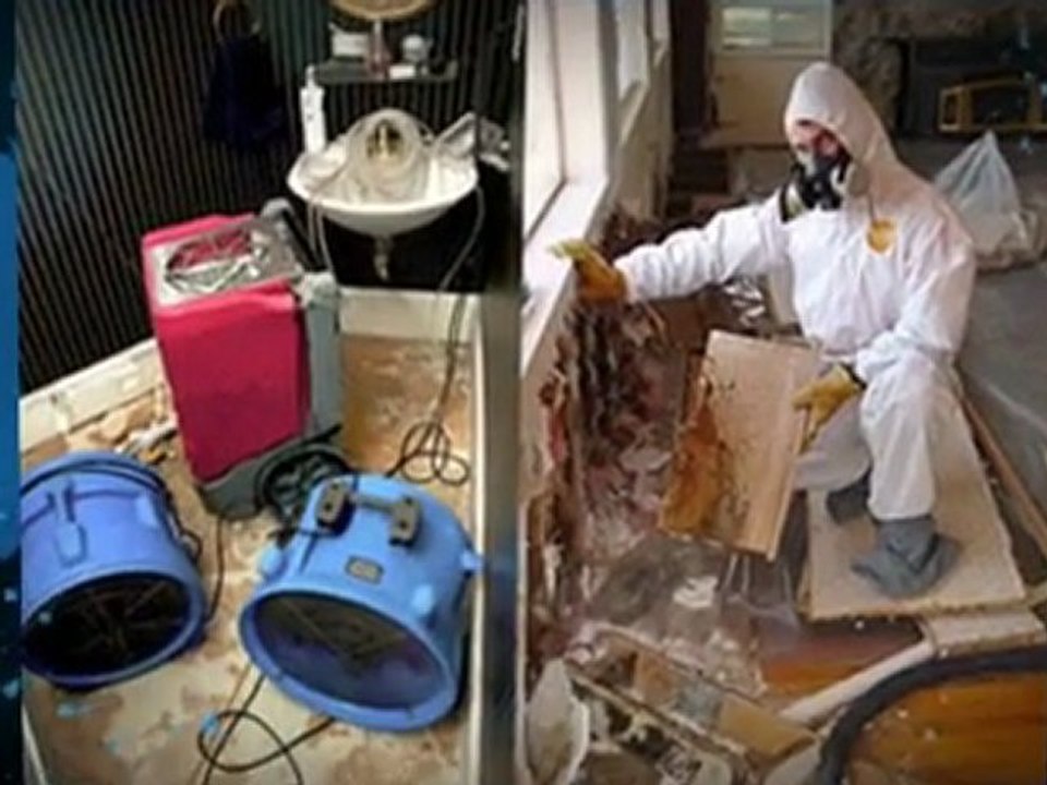 Creating a Healthy Home with NJ Mold Remediation