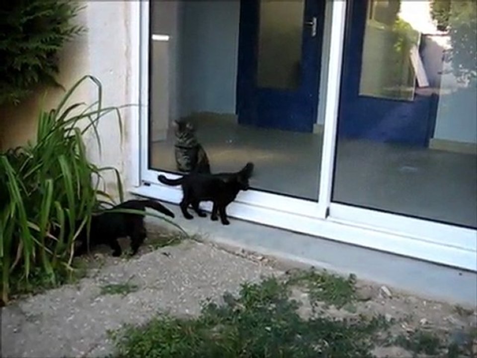Guizmo et les chatons