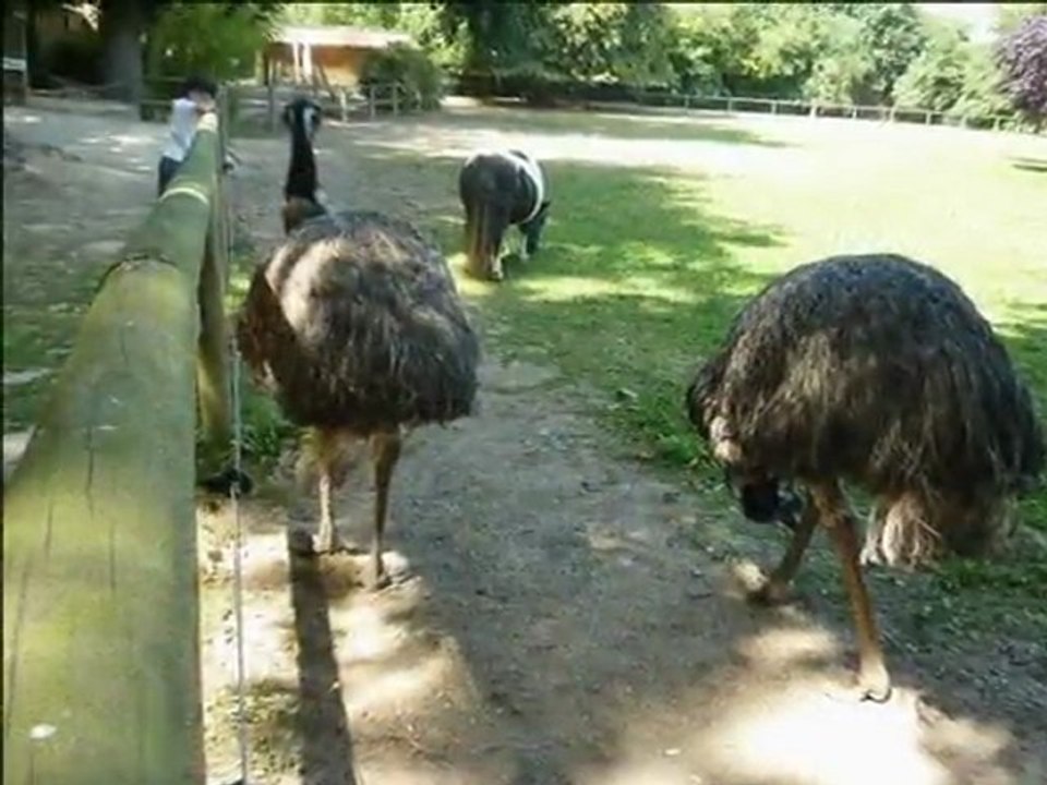 la bourbansais promenade au zoo par colniegian