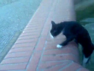 MIRROR FILMU "kot Zygi = fontanna debrzno"