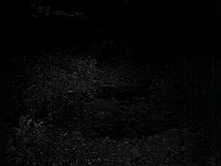 sanglier 13_(converted)