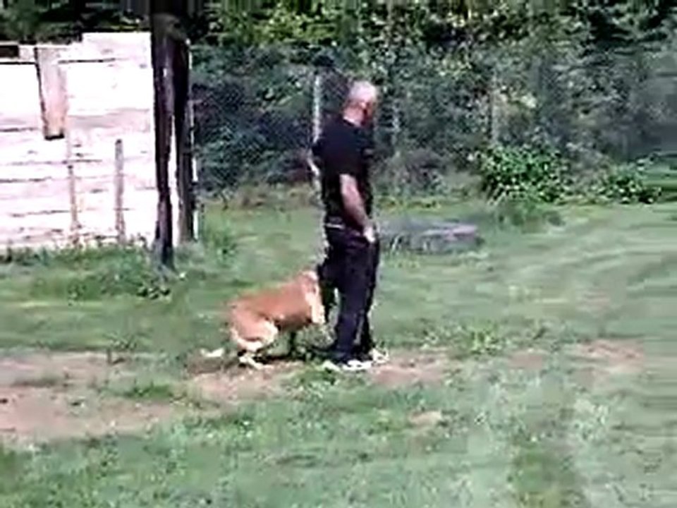 entrainement mordant élevage du volp