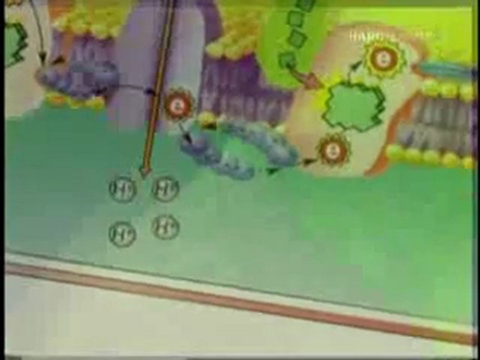 Kuran mucizeleri: Fotosentezin sabah vakti başlaması