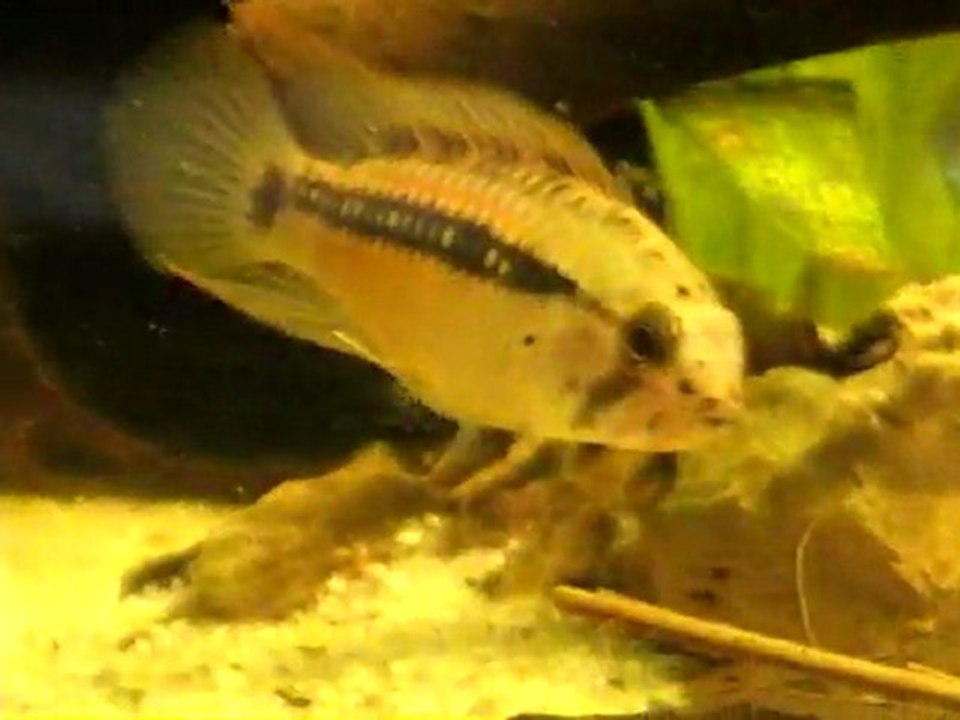 Apistogramma_cf_hongsloi