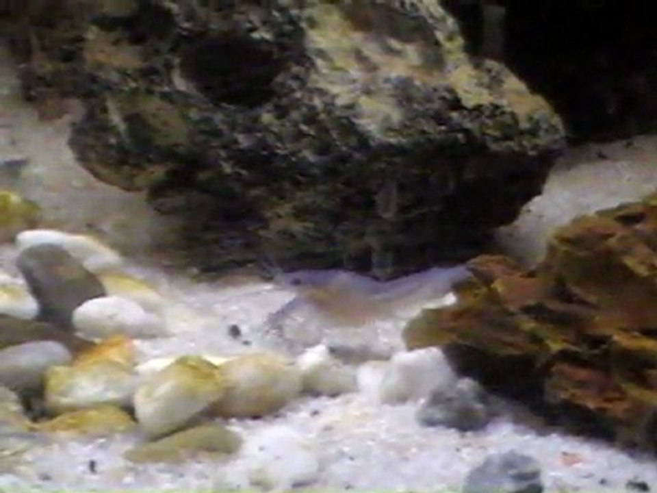 Procambarus_alleni2.