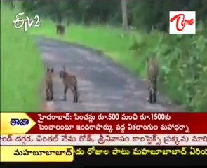 Tigers Enjoying In Zim Carbet National Park