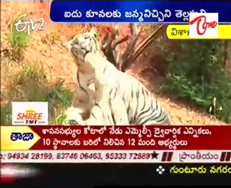 White Tigers In Indira Gandhi Zoological Park - Vizag