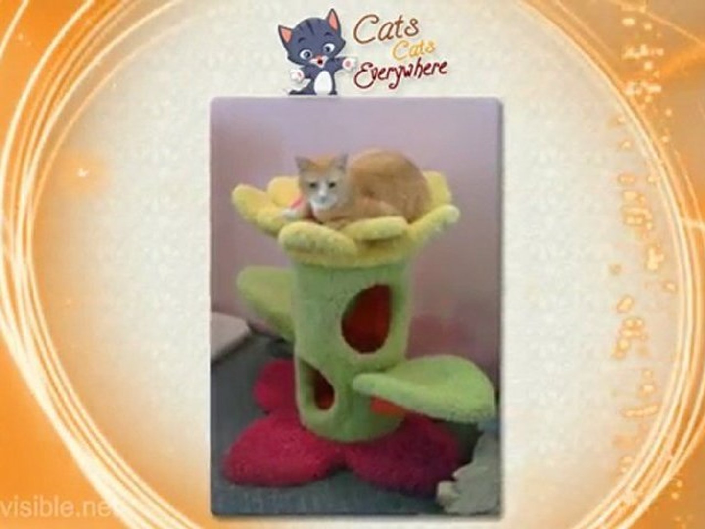 ⁣Cats Cats Everywhere | Cat Toys & Climbing Trees | Cat ...