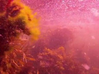 plongée plouguerneau 04072011