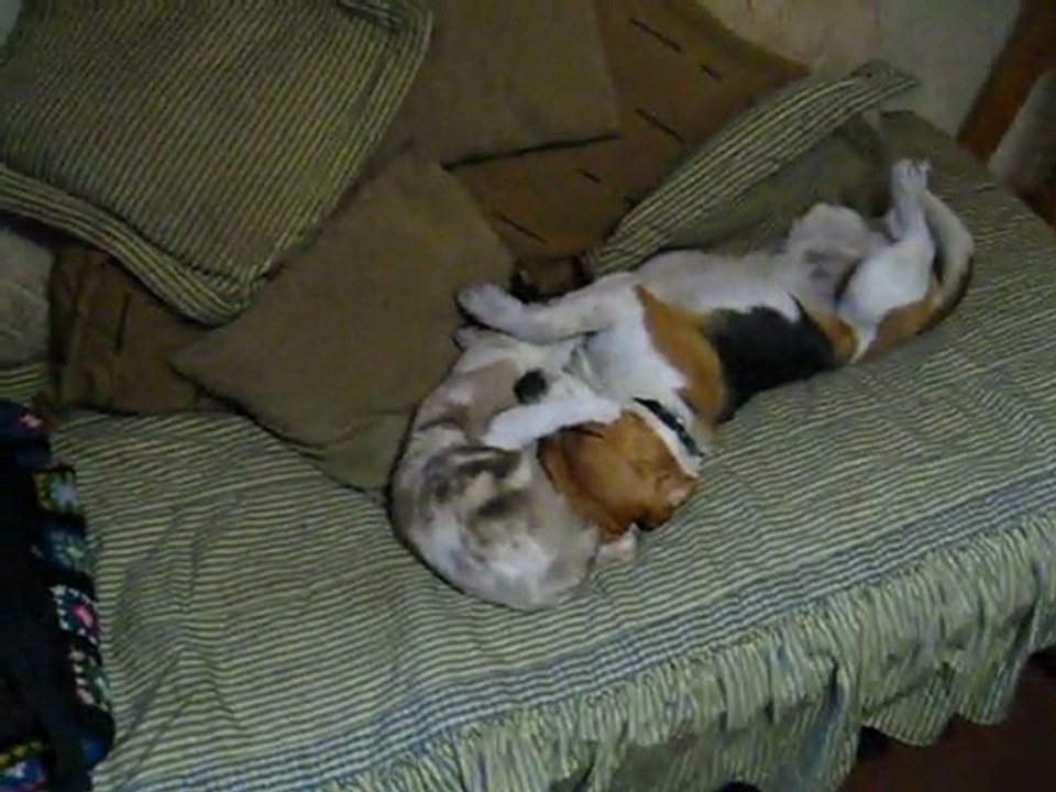 L'amour fou entre un chien et un chat (Argentine)