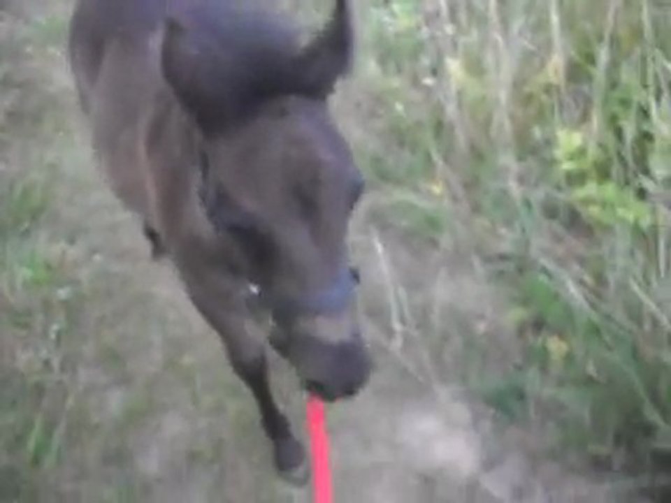 Pouliche Shetland X Mérens 1,5 mois: balade 2) 08/07/2011 SDC11080