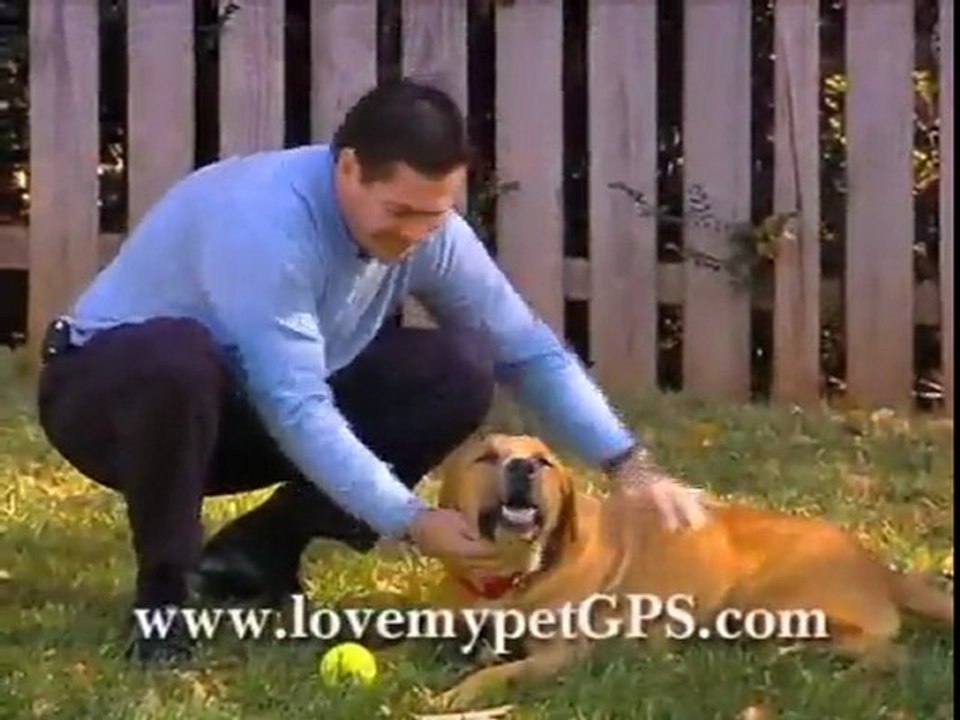 Dog tracking collar How to stop the dog's tendency to bite